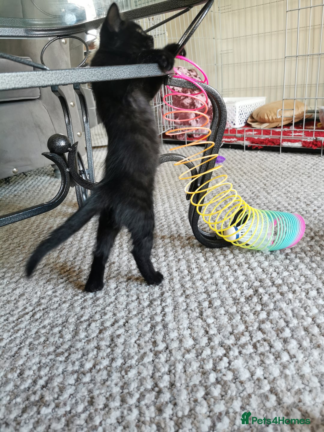 British Shorthair cats for sale: Beautiful male British short hair cross kittens  - Image 2