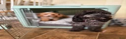Cockapoo dogs for sale: Blue Roan Cockapoo  - Advert 4