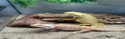 Bearded Dragon reptiles for sale: Bearded dragon  - Advert 2