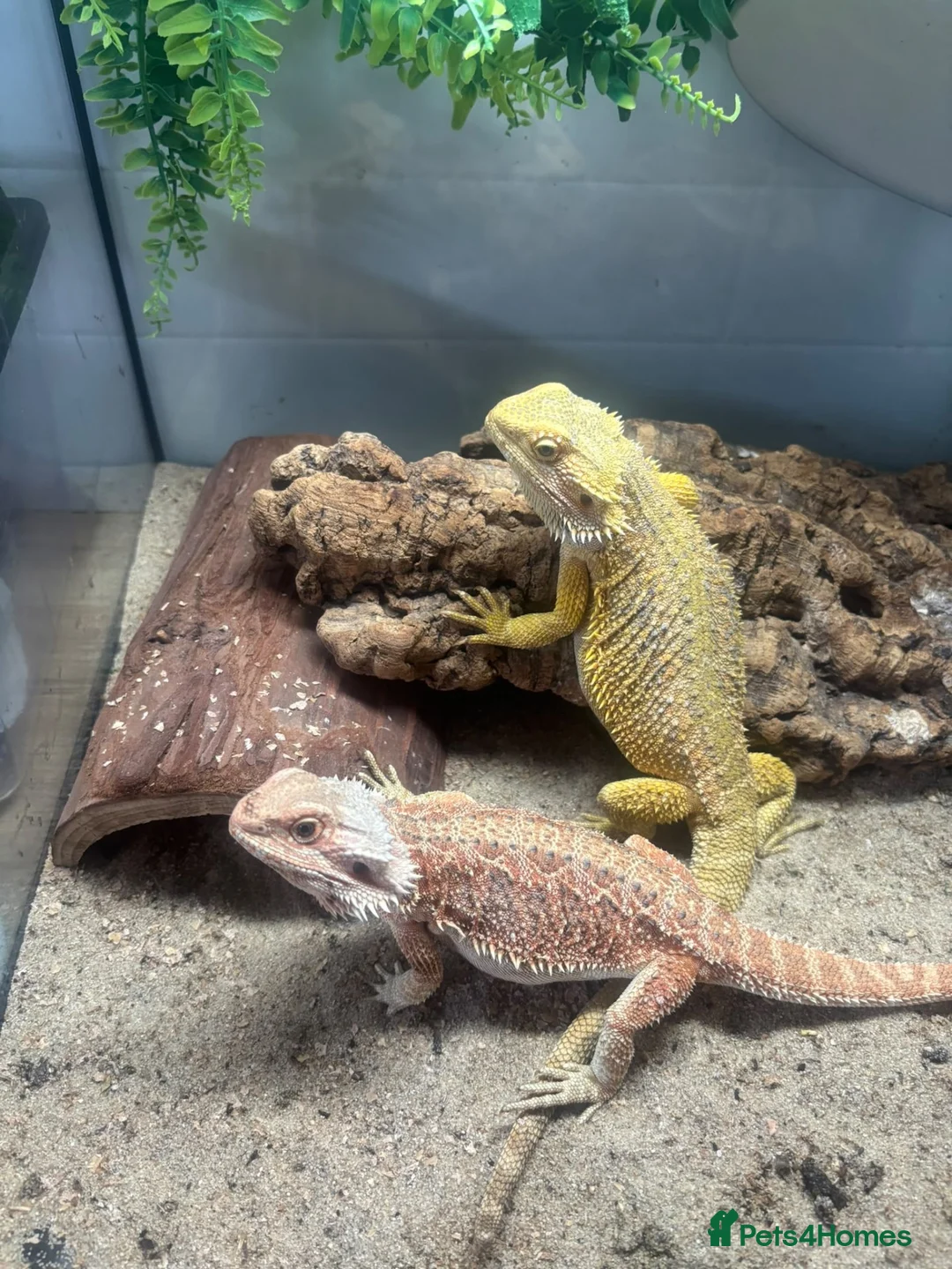 Bearded Dragon reptiles for sale: Bearded dragon  - Advert 2