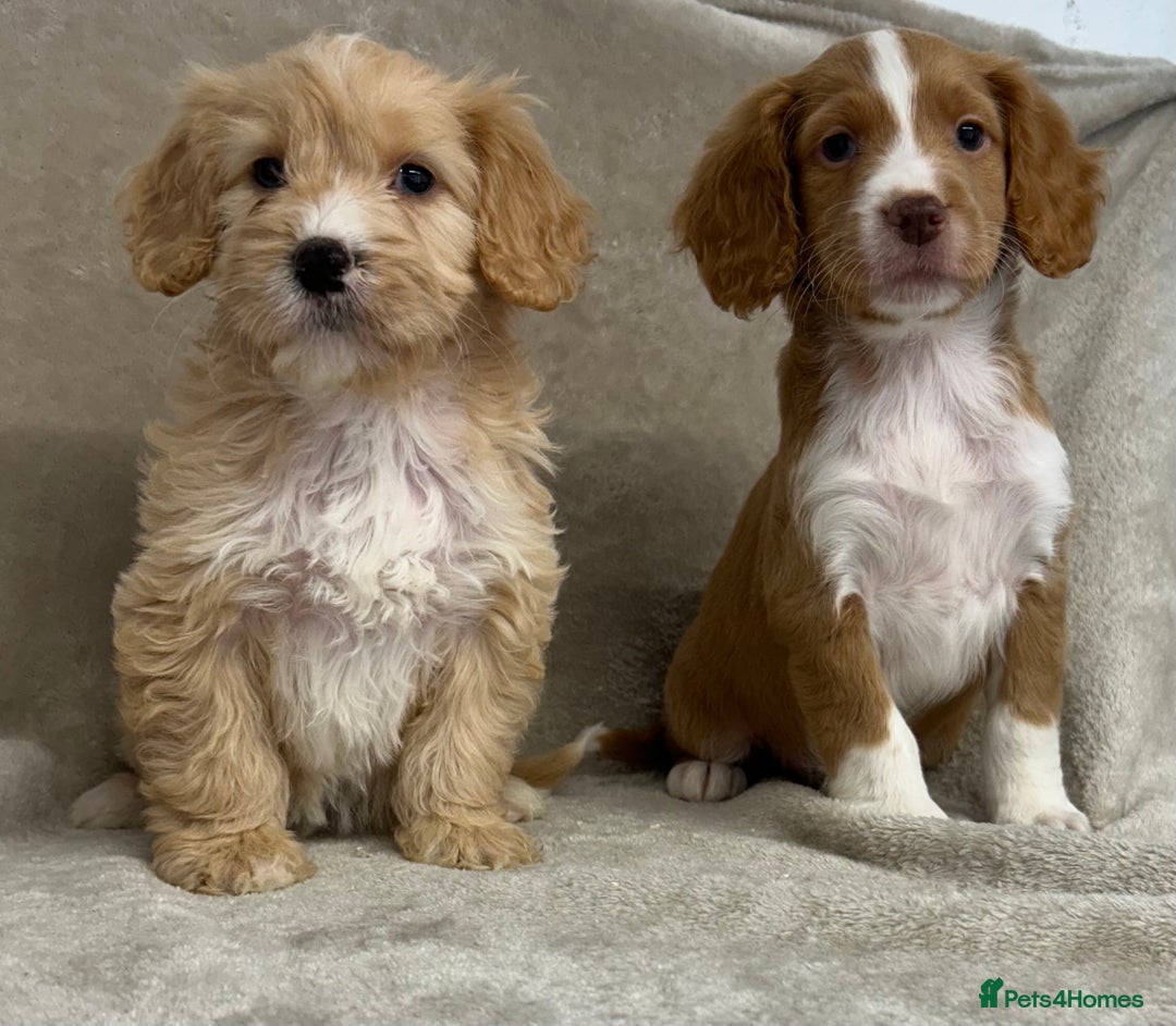 Cockapoo dogs for sale: Stunning cockapoo puppies  - Advert 20
