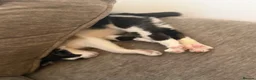 Mixed Breed cats for sale: Female kitten- looking for forever home🤍 - Advert 2