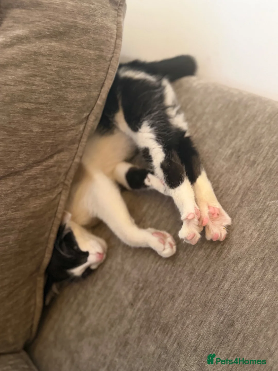 Mixed Breed cats for sale: Female kitten- looking for forever home🤍 - Advert 2