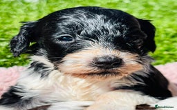 Cockapoo dogs for sale: Stunning F1 show Cockapoos  - Image 16