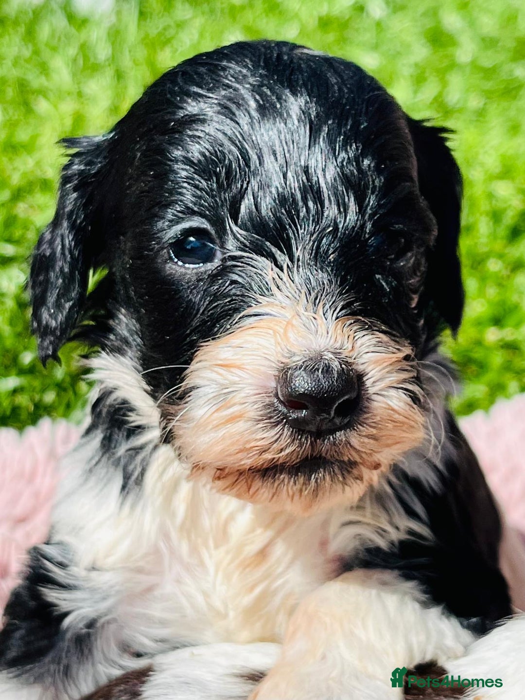 Cockapoo dogs for sale: Stunning F1 show Cockapoos  - Image 16