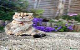 Scottish Fold cats for sale: Beautiful golden tabby shade  - Advert 6