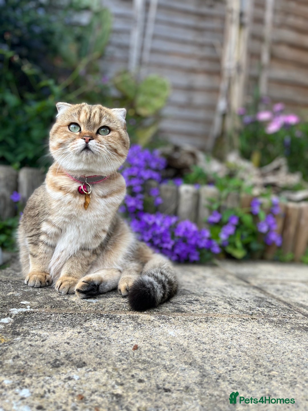 Scottish Fold cats for sale: Beautiful golden tabby shade  - Advert 6