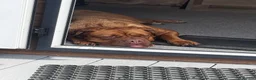 Dogue De Bordeaux dogs for sale: Ada - 5 year old Dogue de Bordeaux  - Advert 2