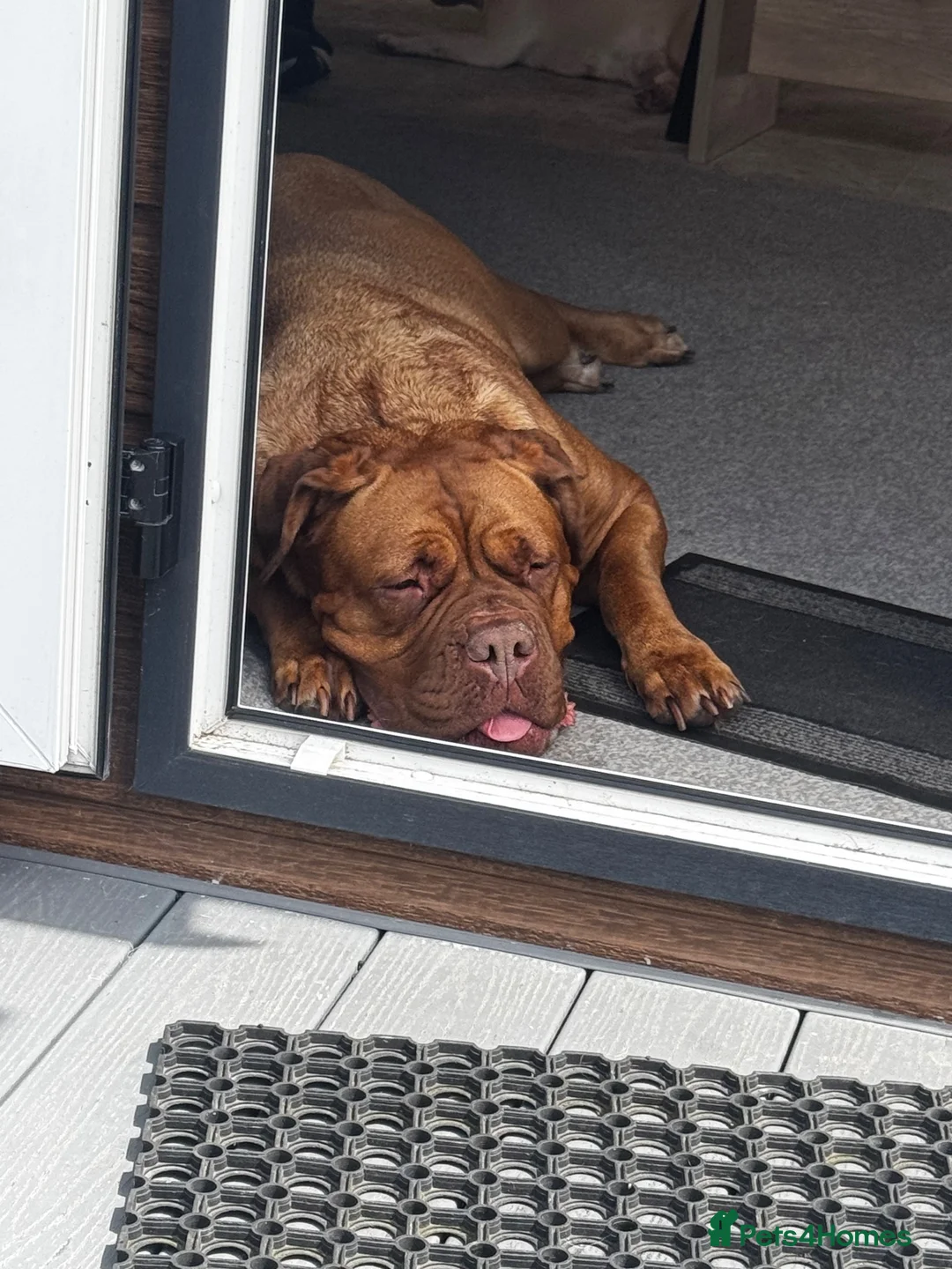Dogue De Bordeaux dogs for sale: Ada - 5 year old Dogue de Bordeaux  - Advert 2