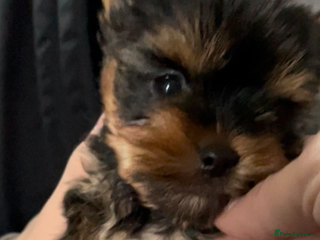 Mixed Breed dogs - Advert 2