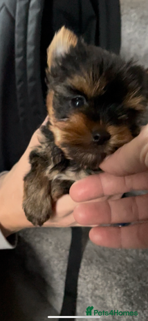 Mixed Breed dogs - Advert 1