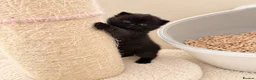 British Shorthair cats for sale: Champion GCCF British shorthair kittens - Advert 7