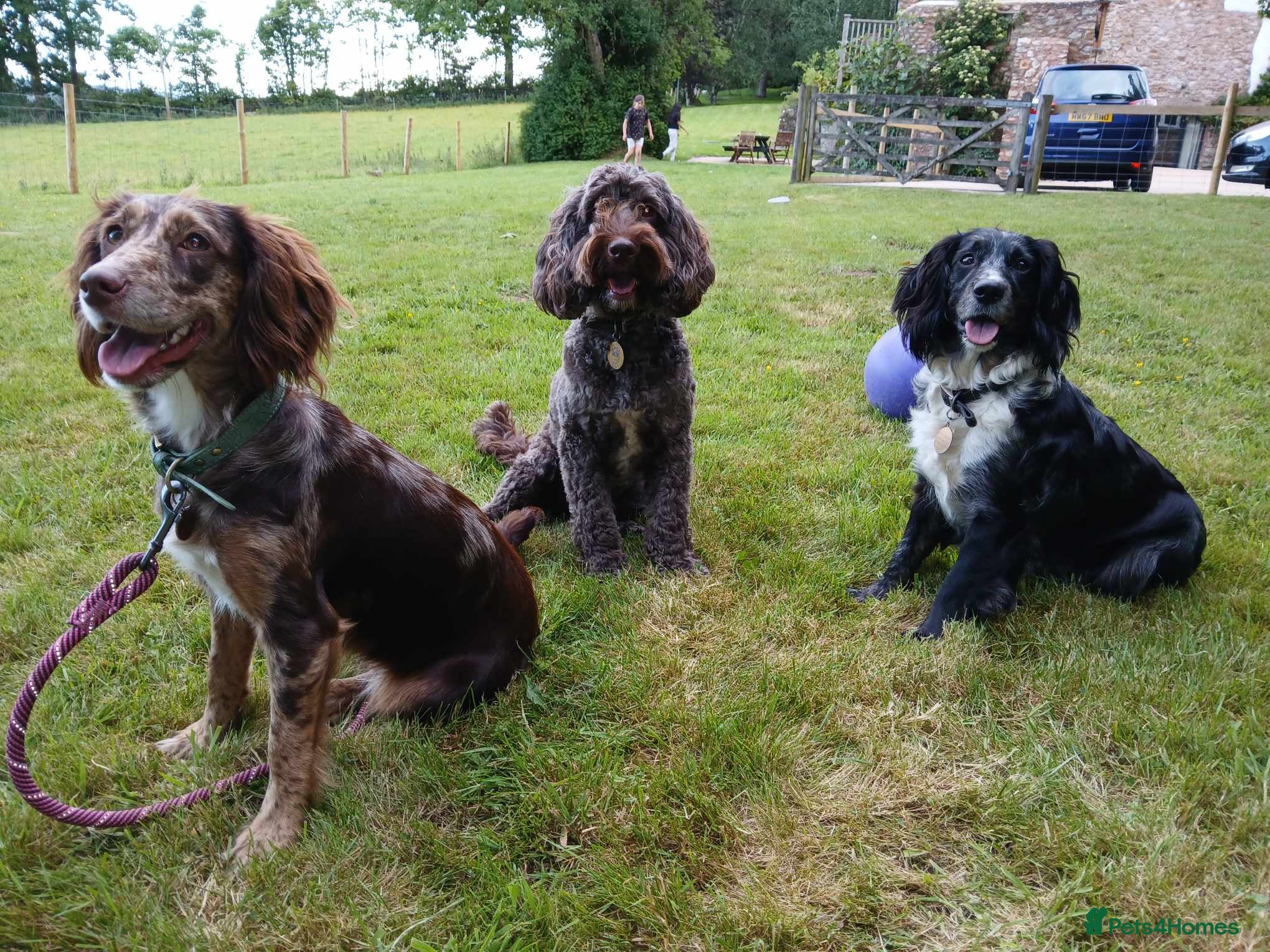 Cockapoo dogs Stunning cockerpoo puppies ready mid March - Advert 6