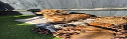 Miniature Dachshund dogs for sale: Stunning  miniature dachshunds boys x3 - Advert 2