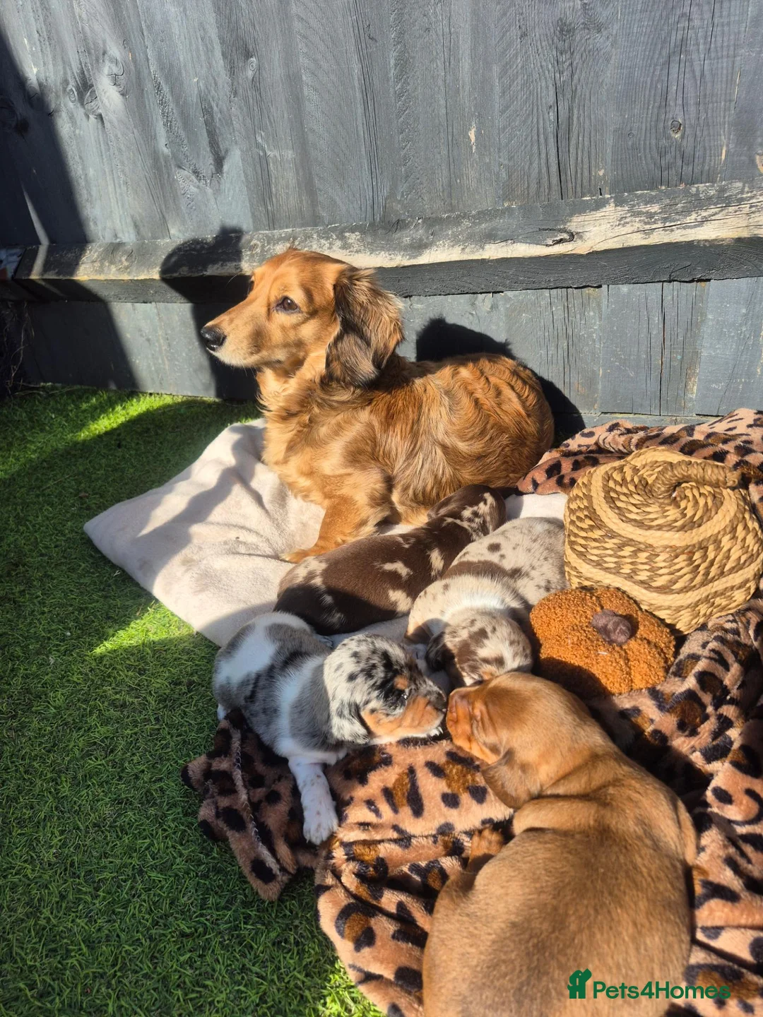 Miniature Dachshund dogs for sale: Stunning  miniature dachshunds boys x3 - Advert 2