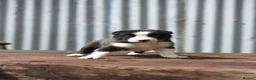 Border Collie dogs for sale: ISDS registered pups from amazing lines - Advert 15