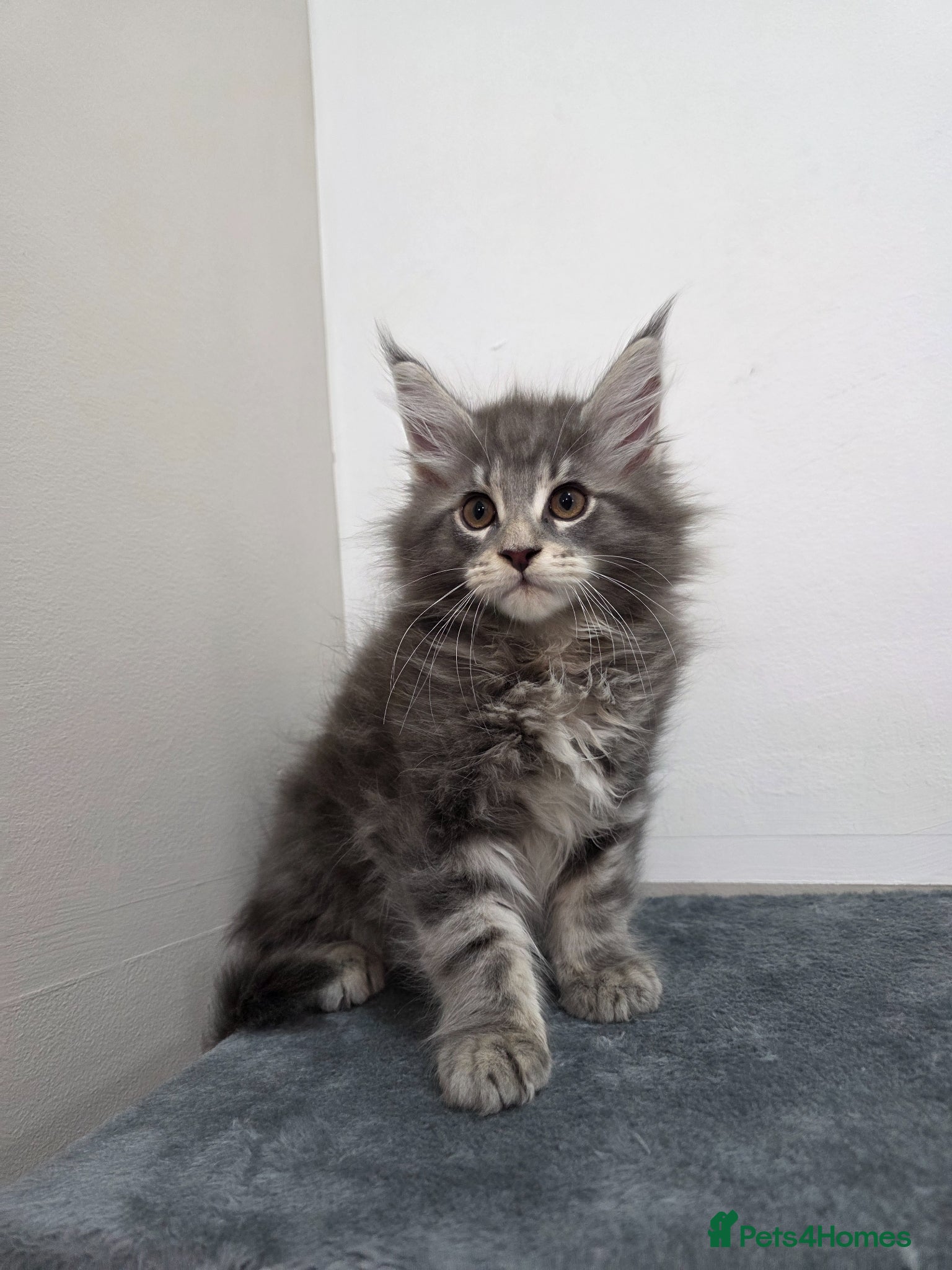Maine Coon cats 🏅Russian Xl maine coon boys - Advert 12