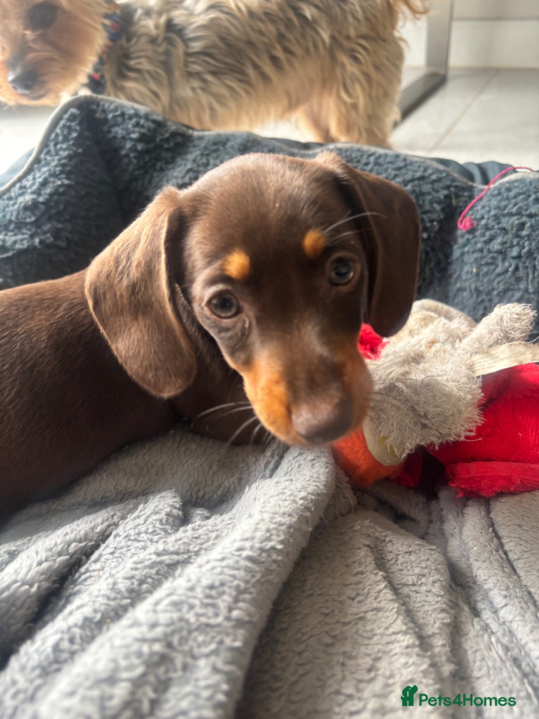 Mixed Breed dogs for sale: Dorkie Puppies  - Image 6