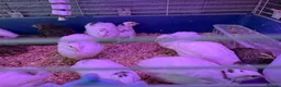 Quail poultry for sale: Quail  - Advert 5