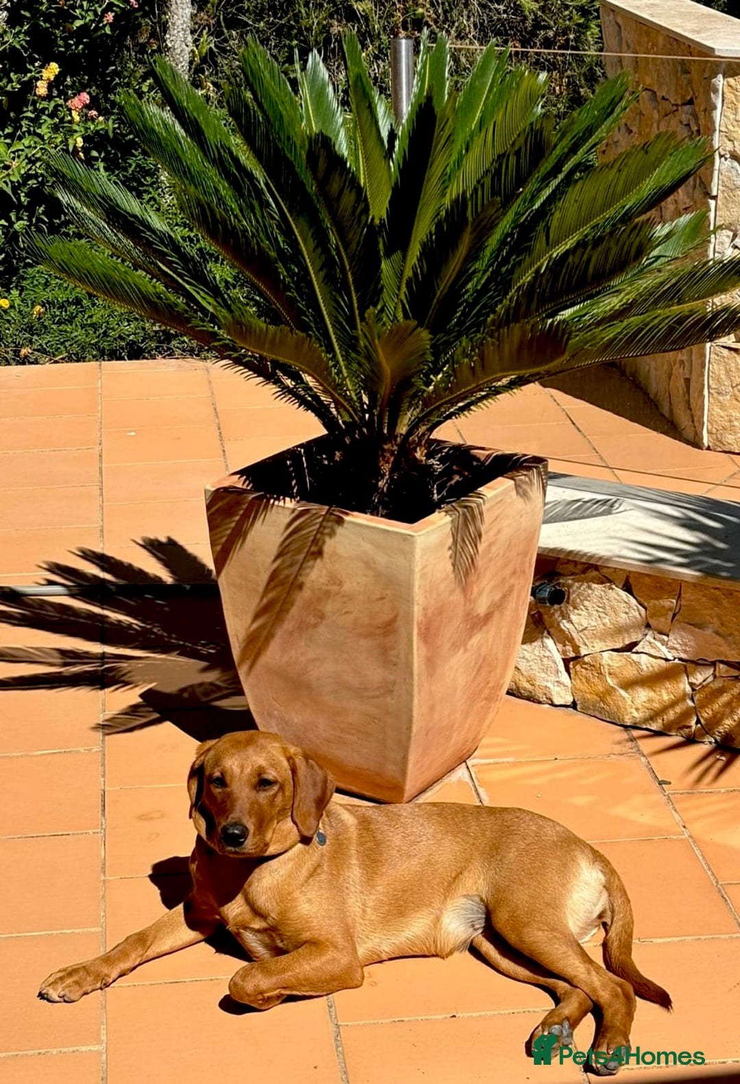 Labrador Retriever dogs for sale: Sykehead are expecting Fox Red lab pups  - Image 6