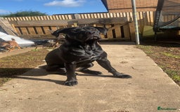 Cane Corso dogs for sale: 16 month old corso bitch - Image 8