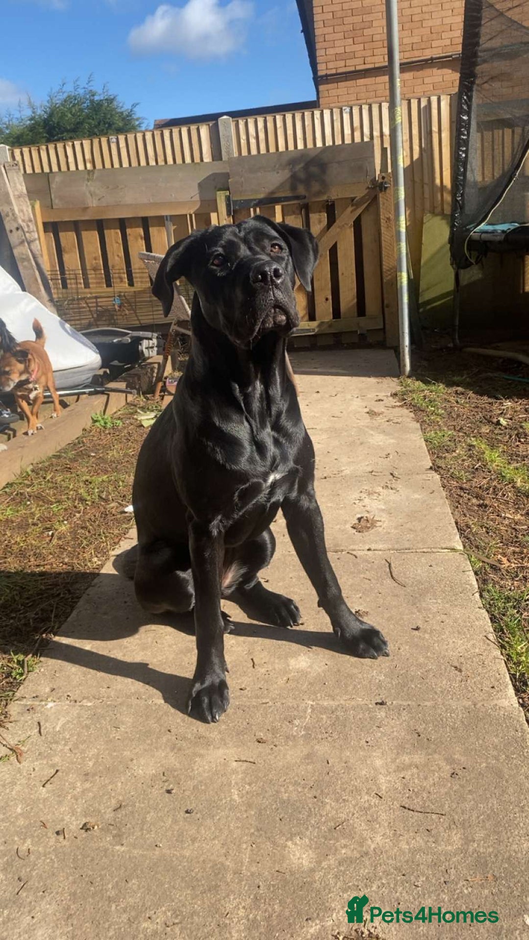 Cane Corso dogs for sale: 16 month old corso bitch - Image 8