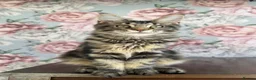 Maine Coon cats for sale: TICA Maine Coon Kittens - Advert 9