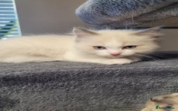 Ragdoll cats for sale: 🐾😺 3 Fluffy Ragdoll Kittens Waiting for You ♥♥♥ - Image 2
