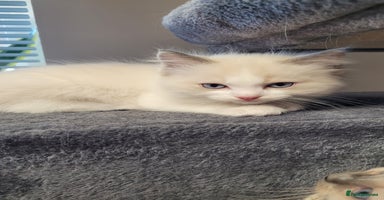 Ragdoll cats - Advert 10