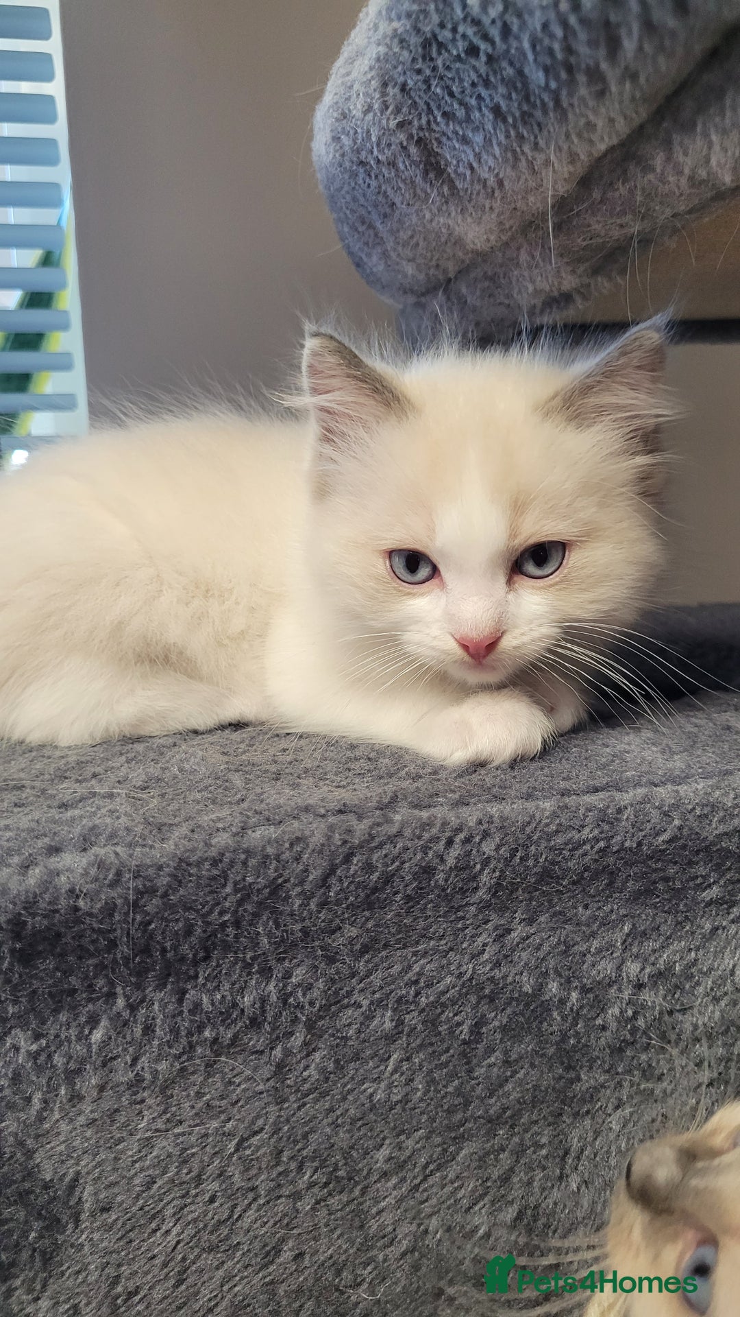 Ragdoll cats for sale: 🐾😺 3 Fluffy Ragdoll Kittens Waiting for You ♥♥♥ - Image 2