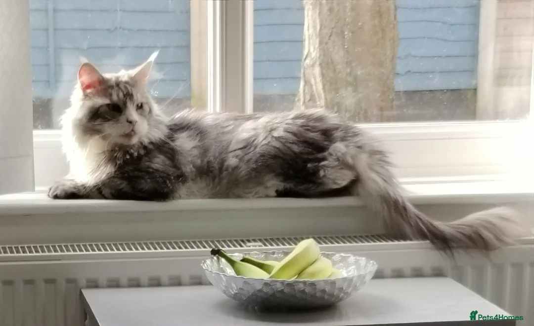 Maine Coon cats for sale: Rehoming  in Scunthorpe - Advert 2