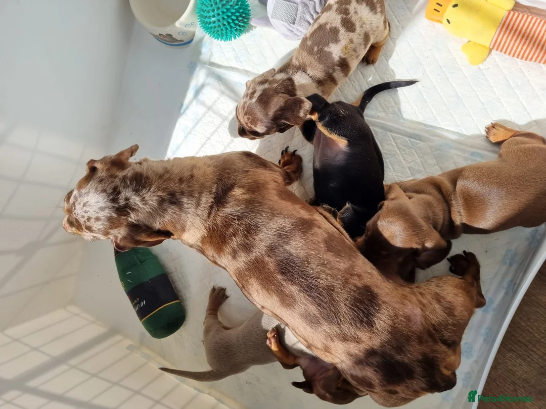 Miniature Dachshund dogs for sale: Miniature dachshounds  in Lochgelly - Advert 1