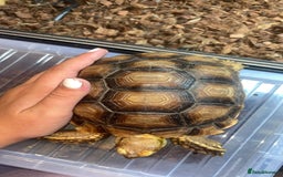 Tortoise reptiles for sale: Pair of sulcata tortoises  - Image 2