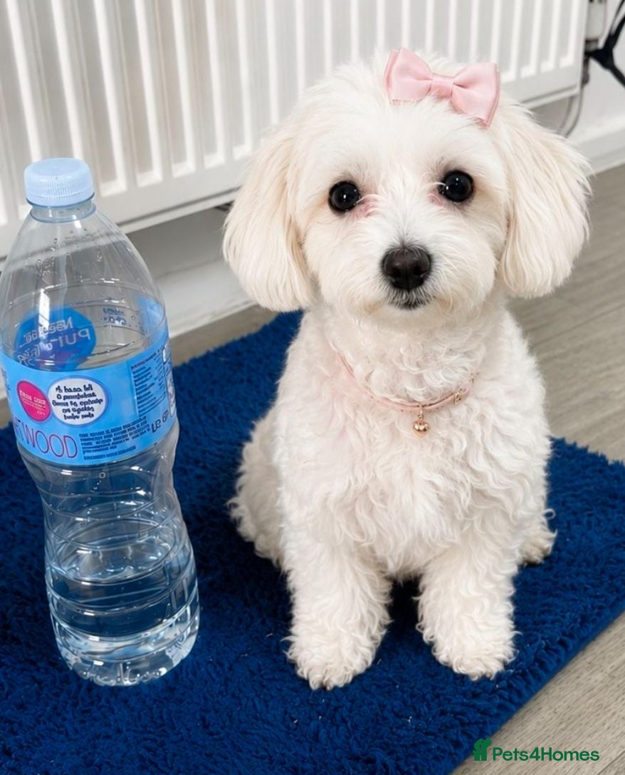 Poochon dogs Mrs Anca - Advert 2