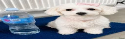Poochon dogs for sale: Mrs Anca in Warrington - Advert 1