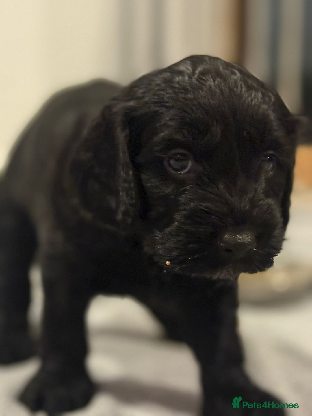 Cockapoo dogs for sale:  Cockapoo Puppies Ready for Their Forever Homes! - Advert 7