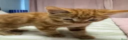 Mixed Breed cats for sale: Kittens looking for forever home in Glasgow - Advert 2