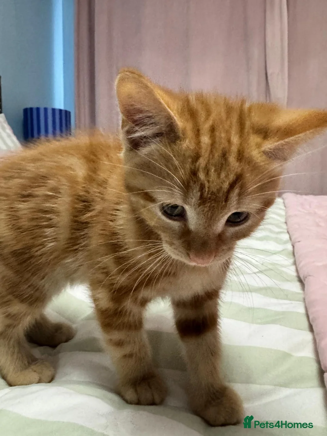 Mixed Breed cats for sale: Kittens looking for forever home in Glasgow - Advert 2