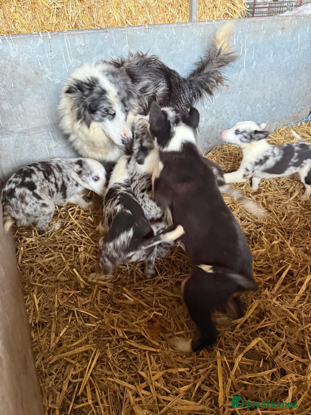 Border Collie dogs for sale: Stunning Merle puppies  - Advert 8