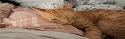 Mixed Breed cats for adoption: MARMALADE JASPER DoG FRIENDLY PAIR BONDED NEUTERED - Advert 6