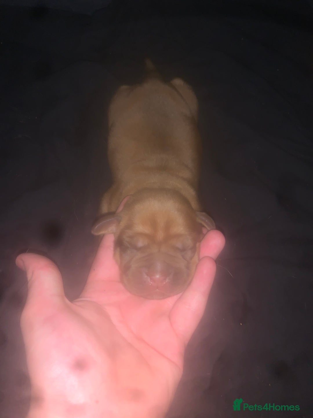 Dogue De Bordeaux dogs for sale: Beautiful dog de Bordeaux puppies full breads  - Image 4