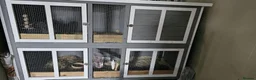 English Lop rabbits for sale: Hi im myra in Swindon - Advert 5