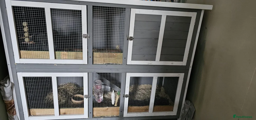 English Lop rabbits for sale: Hi im myra in Swindon - Advert 5