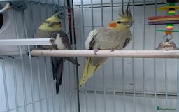 Cockatiels birds for sale: Cockatiel birds - Image 4