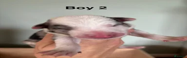 Boy 2