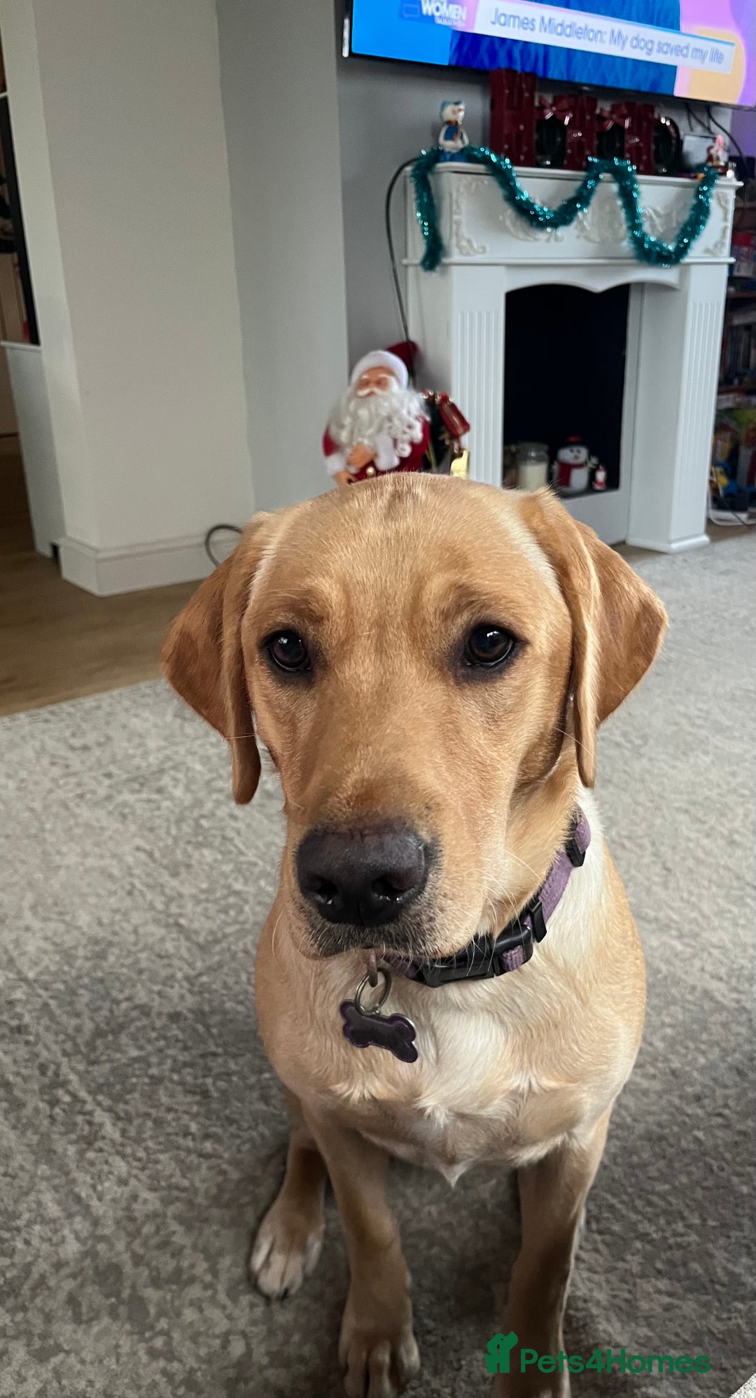 Labrador Retriever dogs for sale: HOME REARED KENNELCLUB REGISTERED LABRADOR PUPPIES - Advert 11