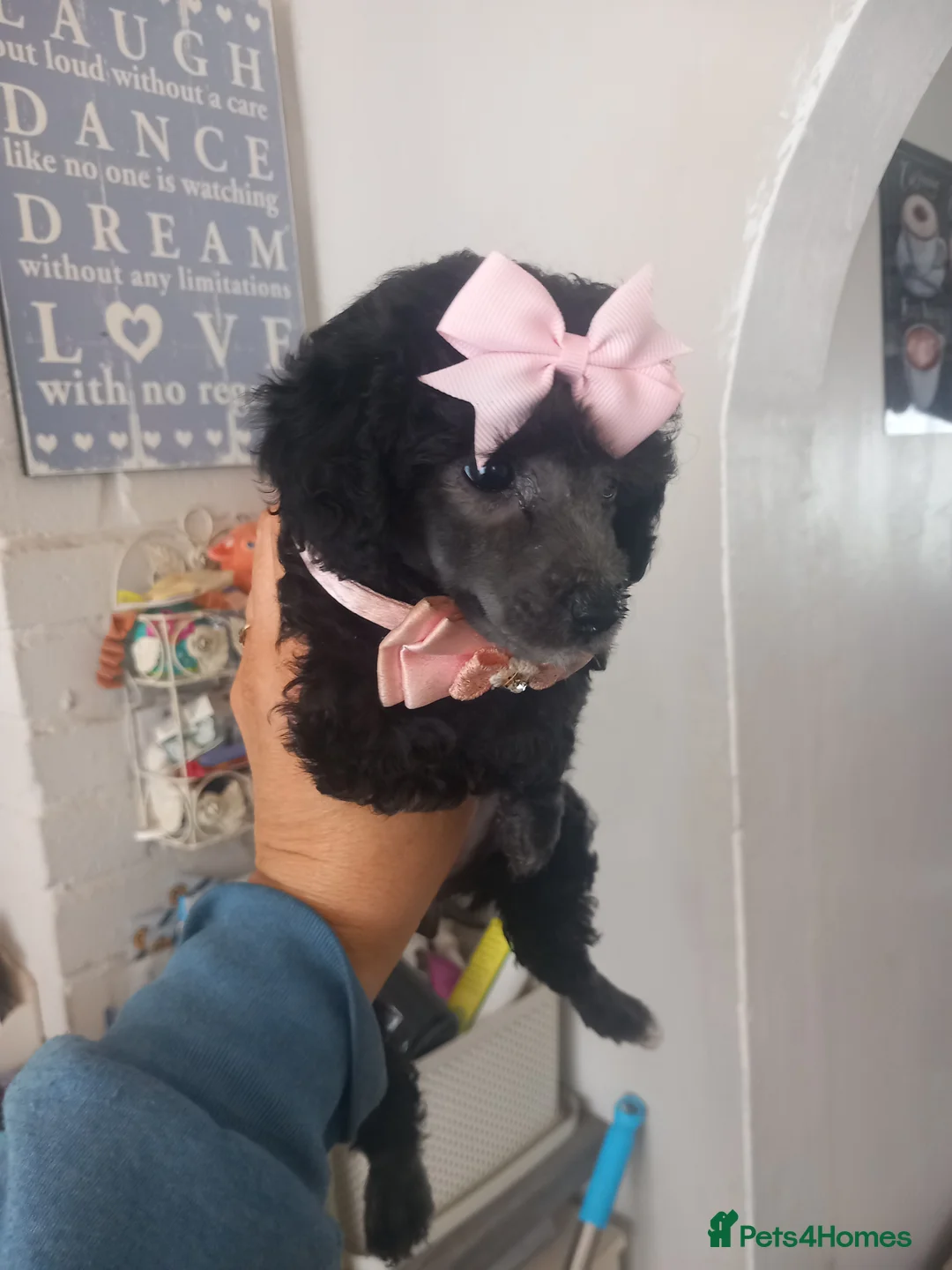 Toy Poodle dogs for sale: BEAUTIFULL TINY KC FULL PEDIGREE TOY POODLES* - Advert 2