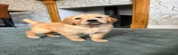 Golden Retriever dogs for sale: Beautiful Home-Reared Golden Retriever Puppies 💛 - Advert 3