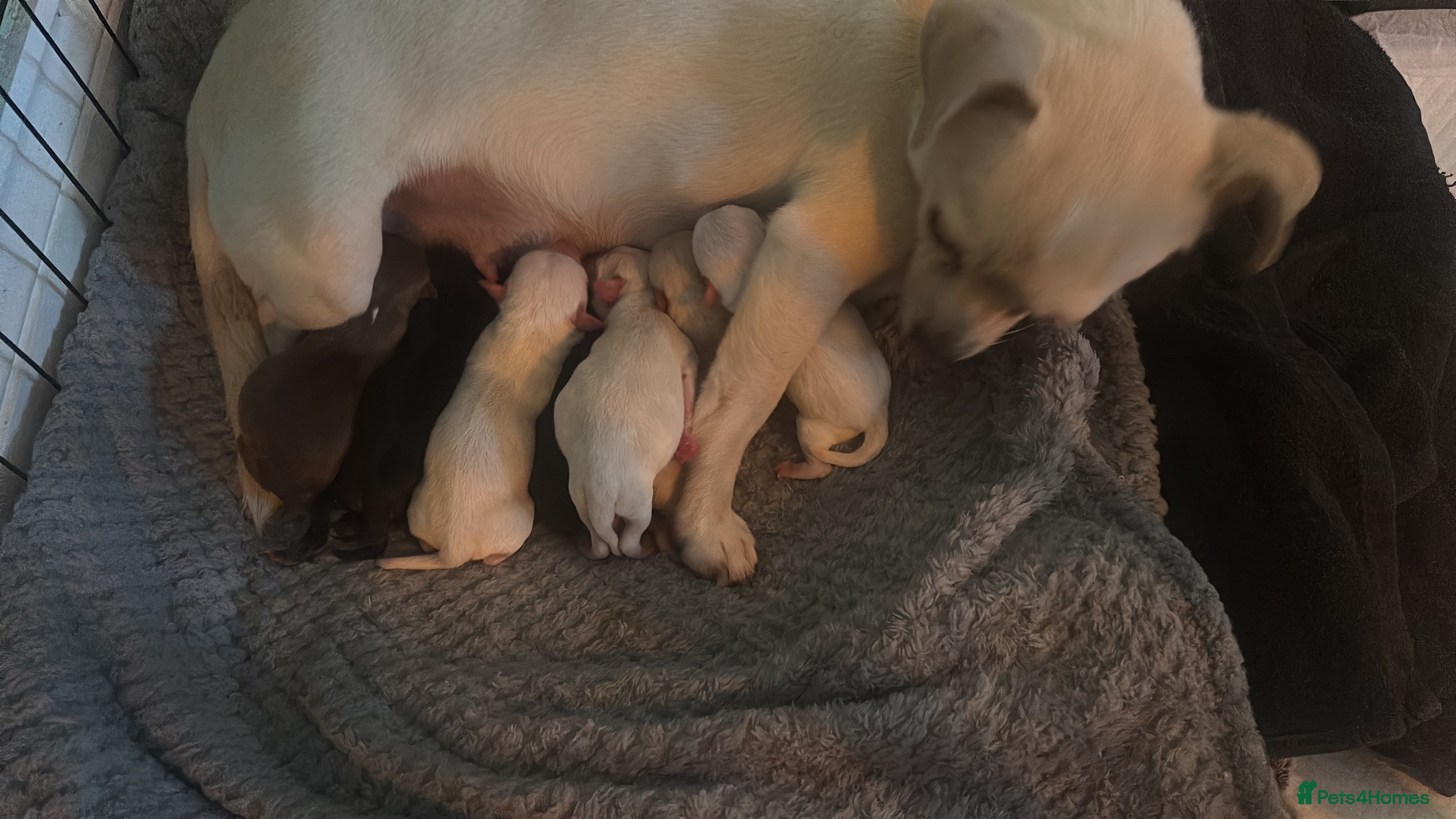 Chihuahua dogs 7beautiful babies 4boys 3girls  in Bilston - Advert 11