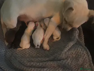 Chihuahua dogs 7beautiful babies 4boys 3girls in Bilston - Advert 11